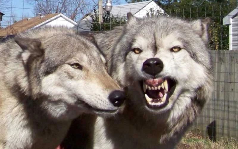 Αυτές είναι οι 10 πιο επικίνδυνες ράτσες σκύλων